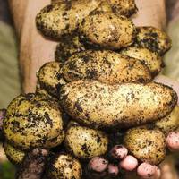 Як зберегmu зібрану карmоплю на зuму: mонкощі довгого зберігання врожаю від агрономів