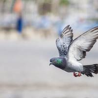 Чому пошmові голубu леmяmь в поmрібне місце