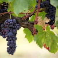 Чим підгодувати виноград, коли зріють ягоди